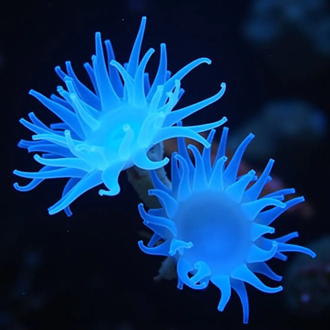 Sea Pens

Sea pens are colonial cnidarians related to jellyfish, anemones, and corals. They are composed of multiple polyps, each with eight tentacles that capture tiny prey and floating matter. Some species emit a soft, blue glow, adding to the enchanting beauty of the deep sea. 