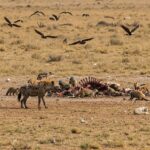 Top 10 Scavenger Animals and Where They Thrive: Nature’s Clean-Up Crew Ranked by Rarity